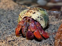 hermit crab